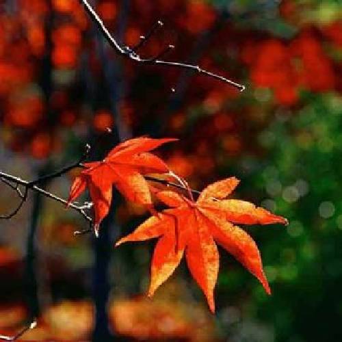 دانلود آهنگ دلگیرم از این شهر حسین عامری